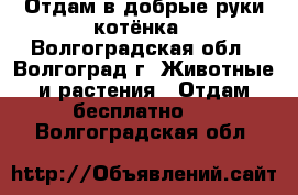 Отдам в добрые руки котёнка - Волгоградская обл., Волгоград г. Животные и растения » Отдам бесплатно   . Волгоградская обл.